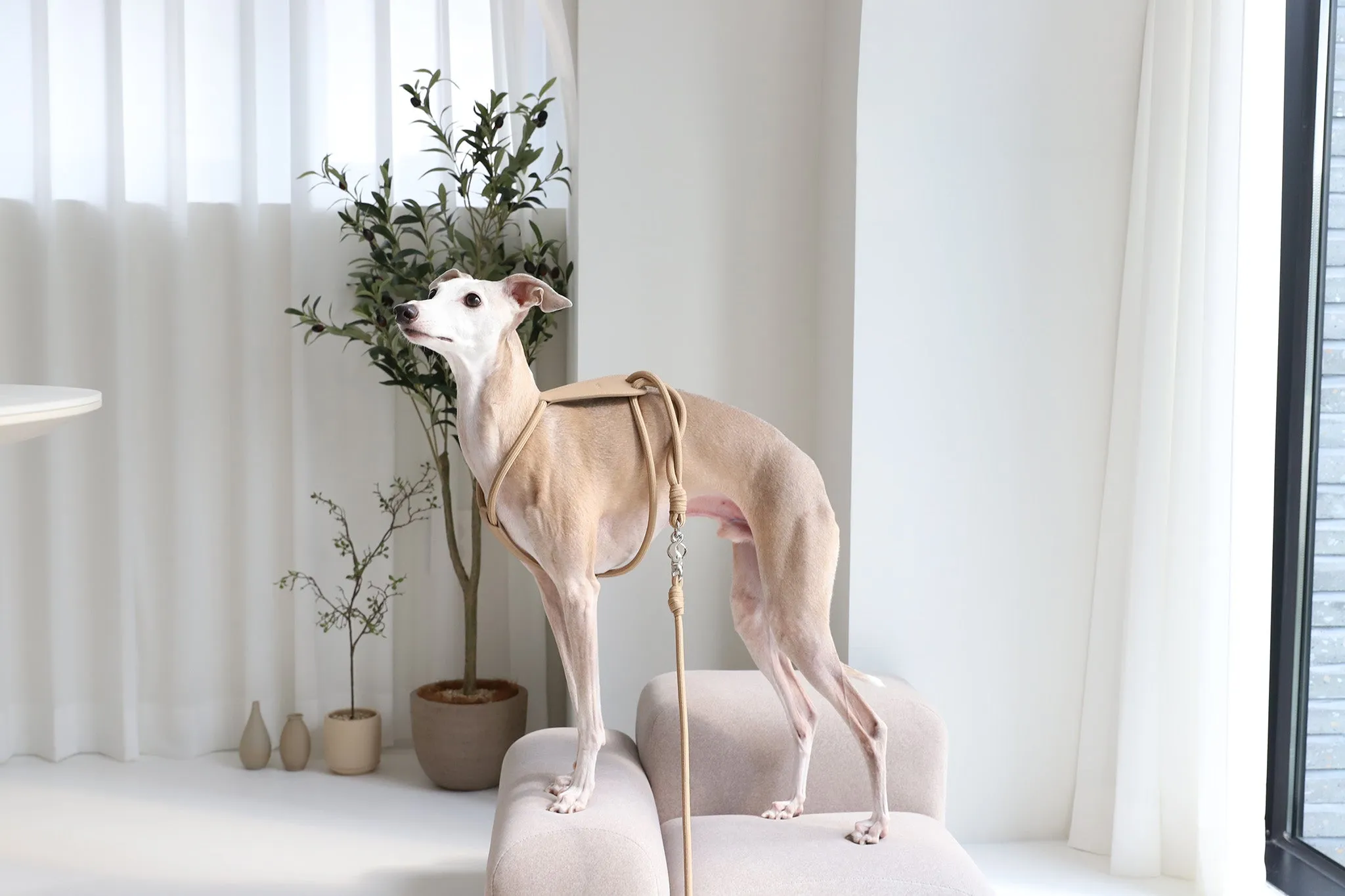 HOZI Essential Adjustable No-Pull Pet Harness for Maximum Comfort and Control